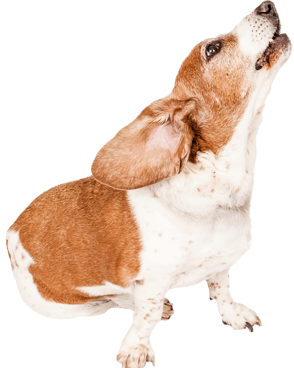 Anxious dog howling
